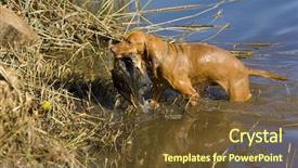  Presentation with hunting - Theme consisting of hunting dog with a catch background and a tawny brown colored foreground