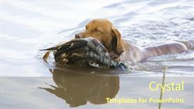  Presentation with duck hunting - Theme featuring hunting dog with a catch background and a tawny brown colored foreground