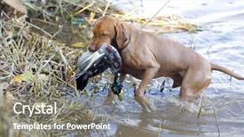  Presentation with duck - Slide deck featuring hunting dog with a catch background and a gray colored foreground