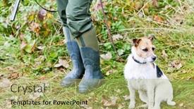  Presentation with hunting - PPT layouts consisting of hunting-dog-with-hunter background and a yellow colored foreground