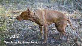  Presentation with hunting - Beautiful slide deck featuring hunting-dog backdrop and a dark gray colored foreground