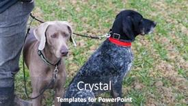  Presentation with hunting - Cool new PPT layouts with hunting-dogs-with-hunter backdrop and a ocean colored foreground