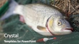  Presentation with crash landing on you - Colorful slides enhanced with hunting fishing - big european chub squalius cephalus backdrop and a dark gray colored foreground