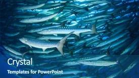  Presentation with fishing - Presentation design with hunting fishing - large school of chevron barracuda background and a ocean colored foreground