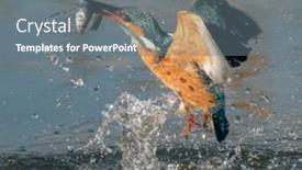  Presentation with bird hunting - Presentation theme with hunting-kingfisher-bird-with-fish background and a gray colored foreground