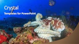  Presentation with hunting - PPT layouts having hunting octopus is mobbed by small fish damselfish background and a cobalt blue colored foreground