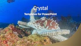  Presentation with hunting - Slide set enhanced with hunting octopus is mobbed by small fish damselfish background and a cobalt blue colored foreground