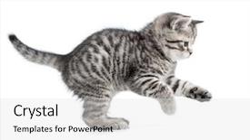  Presentation with hunting - Amazing PPT layouts having cat is jumping - hunting or catching british gray backdrop and a light gray colored foreground