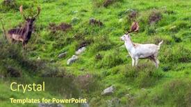  Presentation with deer hunting - Theme consisting of hunting-park-in-fabulous-new background and a tawny brown colored foreground