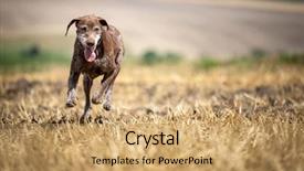  Presentation with hunting - Presentation theme having hunting season hunting outdoor sports background and a coral colored foreground