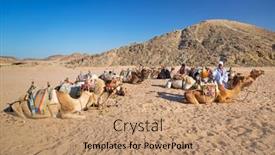  Presentation with camel - 