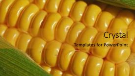  Presentation with corn cob - Cool new slide set with husk and corn silk -- narrow backdrop and a  colored foreground