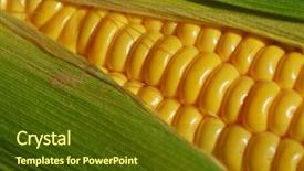  Presentation with corn cob - Slide deck having husk and corn silk -- narrow background and a tawny brown colored foreground