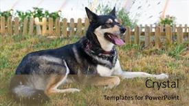  Presentation with siberian husky dog black - Colorful slide set enhanced with huskey - husky dog laying outdoor backdrop and a  colored foreground