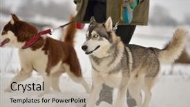  Presentation with dog sled - PPT layouts having huskies before the sled dog racing background and a mint green colored foreground