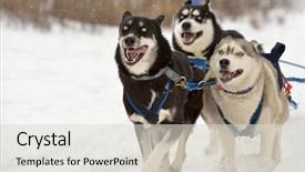  Presentation with dog sled - Cool new PPT theme with huskies during sled dog racing backdrop and a light gray colored foreground