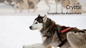  Presentation with rollercoaster ride - Presentation theme enhanced with huskies getting ready for ride background and a mint green colored foreground