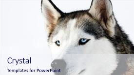  Presentation with husky - Beautiful PPT theme featuring husky cub portrait backdrop and a sky blue colored foreground