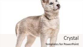  Presentation with husky - Audience pleasing slide deck consisting of husky dog 2 months old backdrop and a lemonade colored foreground