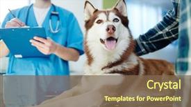  Presentation with vet - Amazing PPT theme having husky dog lying on vet backdrop and a violet colored foreground
