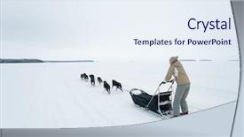  Presentation with dog sled - Colorful slides enhanced with old men with gray beard holding a small tree in hand isolated on white backdrop and a light gray colored foreground