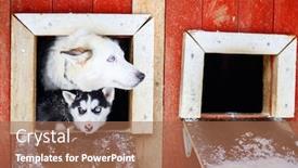  Presentation with husky - Slides enhanced with husky-dogs-mother-and-puppy background and a coral colored foreground