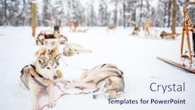  Presentation with husky - Cool new theme with husky-dogs-on-winter-day backdrop and a sky blue colored foreground