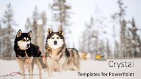  Presentation with finland - Slide deck with husky-dogs-on-winter-day background and a coral colored foreground