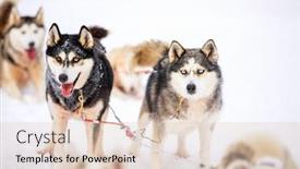  Presentation with finland - Colorful PPT theme enhanced with husky-dogs-on-winter-day backdrop and a lemonade colored foreground