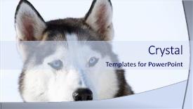  Presentation with husky - Beautiful slides featuring husky look backdrop and a sky blue colored foreground