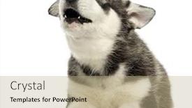  Presentation with husky - Theme with husky malamute puppy lying howling isolated on white background and a coral colored foreground