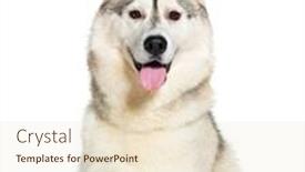  Presentation with husky - Presentation design consisting of husky-panting-panting-mouth-open background and a  colored foreground