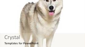  Presentation with husky - Slides having husky-panting-panting-mouth-open background and a soft green colored foreground