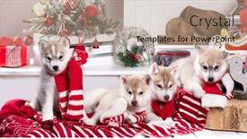  Presentation with husky - Presentation design with husky-puppies-in-a-against background and a coral colored foreground