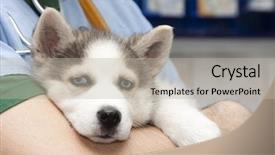  Presentation with husky - Colorful slides enhanced with husky puppy at vet backdrop and a mint green colored foreground