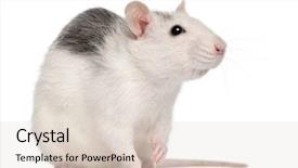 Presentation with white rat - PPT layouts featuring husky rat 12 months old background and a lemonade colored foreground