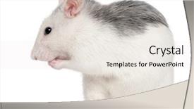  Presentation with white rat - Colorful slide deck enhanced with husky rat 12 months old backdrop and a sky blue colored foreground