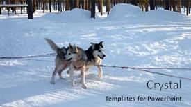  Presentation with husky - PPT theme consisting of husky-sled-carrying-a-sleigh background and a light blue colored foreground