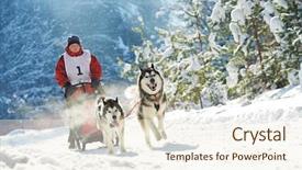  Presentation with dog sled - PPT layouts having husky sled dog racing background and a cream colored foreground