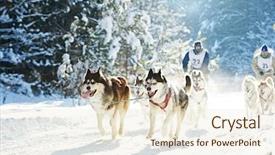  Presentation with dog sled - Presentation theme enhanced with husky sled dog racing background and a lemonade colored foreground
