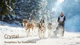  Presentation with dog sled - Theme consisting of husky sled dog racing background and a lemonade colored foreground