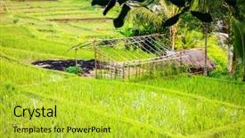  Presentation with crop - Audience pleasing slide deck consisting of hut in a rice backdrop and a yellow colored foreground