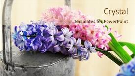  Presentation with bag iv fluid closeup saline - Cool new presentation with hyacinth and watering-pot closeup backdrop and a  colored foreground