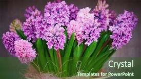  Presentation with purple flowers - PPT theme consisting of up purple or lilac hyacinthus background and a forest green colored foreground