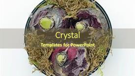  Presentation with moss - Slide deck having hyacinth-bulbs-in-the-moss background and a tawny brown colored foreground