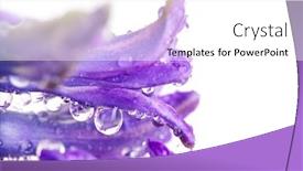  Presentation with water droplets - Beautiful slides featuring hyacinth flower with water droplets shallow focus backdrop and a white colored foreground