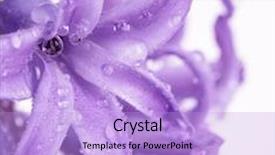  Presentation with water droplets - Colorful theme enhanced with hyacinth flower with water droplets backdrop and a light blue colored foreground