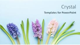  Presentation with greeting card - Theme consisting of hyacinth-flowers-bouquet-on-blue background and a sky blue colored foreground