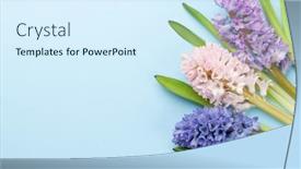  Presentation with greeting card - Colorful theme enhanced with hyacinth-flowers-bouquet-on-blue backdrop and a sky blue colored foreground