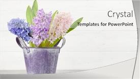  Presentation with greeting card - Audience pleasing PPT layouts consisting of hyacinth-flowers-bouquet-on-wooden backdrop and a sky blue colored foreground